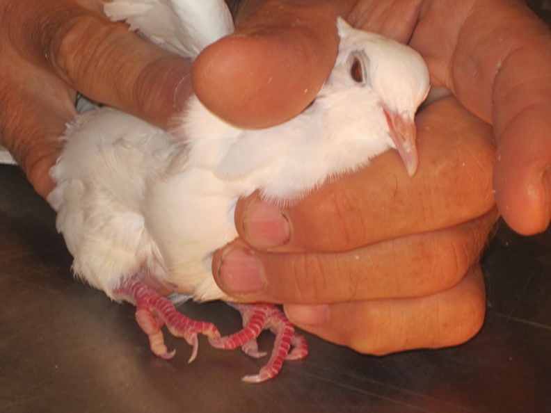 What Can I Feed Orphan Baby Wild Doves Pigeons