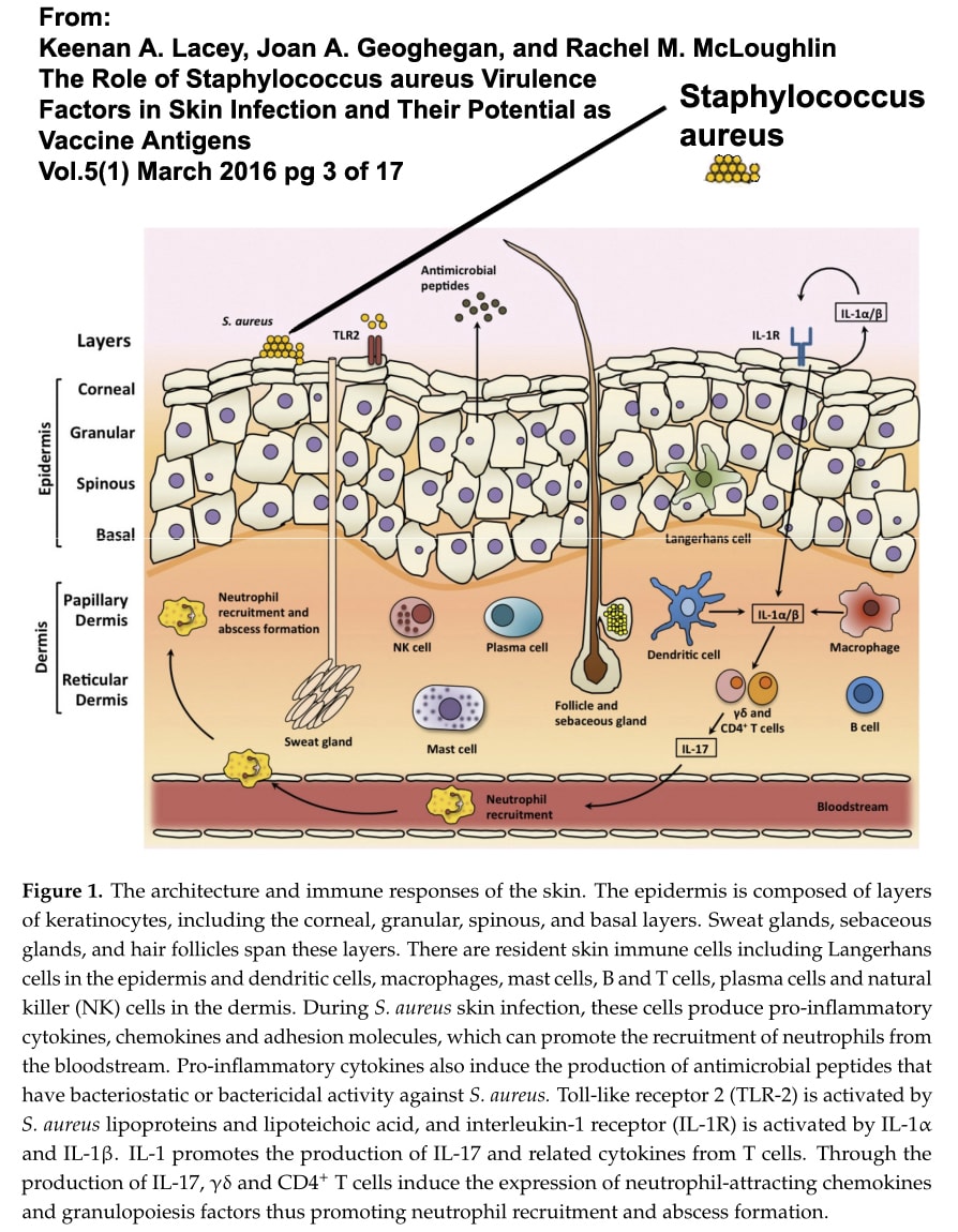 Cytopoint 2025 and apoquel