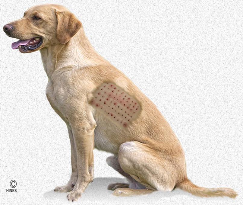 canine allergy testing