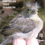 When You Should—and Should Not—Rescue Baby Birds