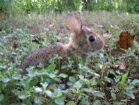 orphaned cottontail rabbit care