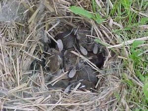 Orphaned bunnies best sale