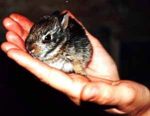 orphaned cottontail rabbit care