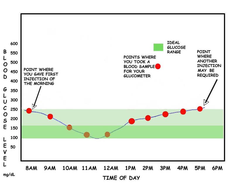 Normal dog 2025 blood sugar