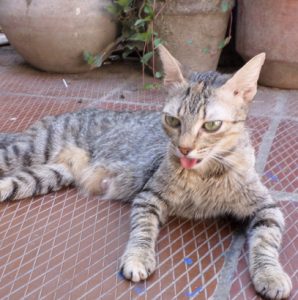 Why Is My Cat Panting? - Veterinary Medical Center of St. Lucie County