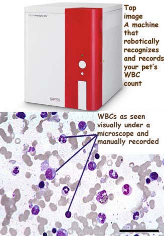 High absolute best sale eosinophils in cats