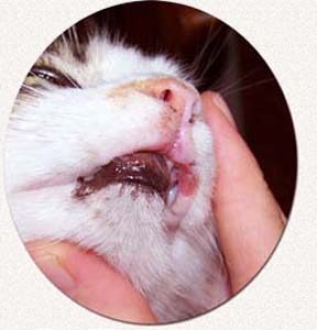 Cat mouth sores pictures best sale