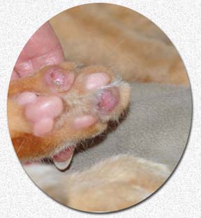 Vet Talks: Treating Pillow Foot or Plasma Cell Pododermatitis in Cats