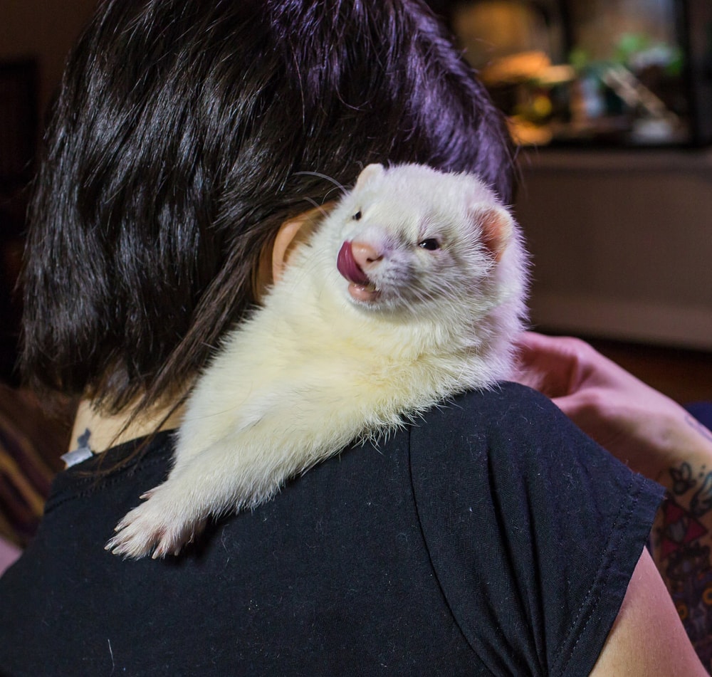 Is A Ferret Right For Me? – Ron Hines' Vetspace – 2nd Chance – The Animal Health Website
