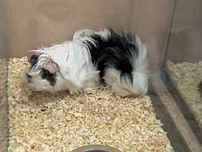 Pet Store Fail: Mom Buys Pregnant Guinea Pig