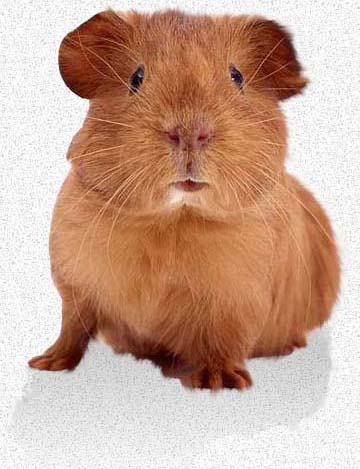 LIFE CYCLE of a GUINEA PIG  Birth, Puberty, Reproductive Cycle