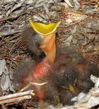 Raising Orphaned Wild Baby Birds