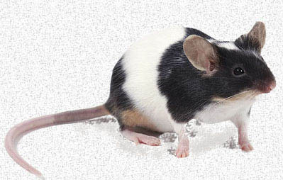 Pets at home clearance mice for snakes