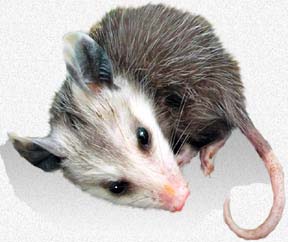 Caring For Orphaned Baby Opossums