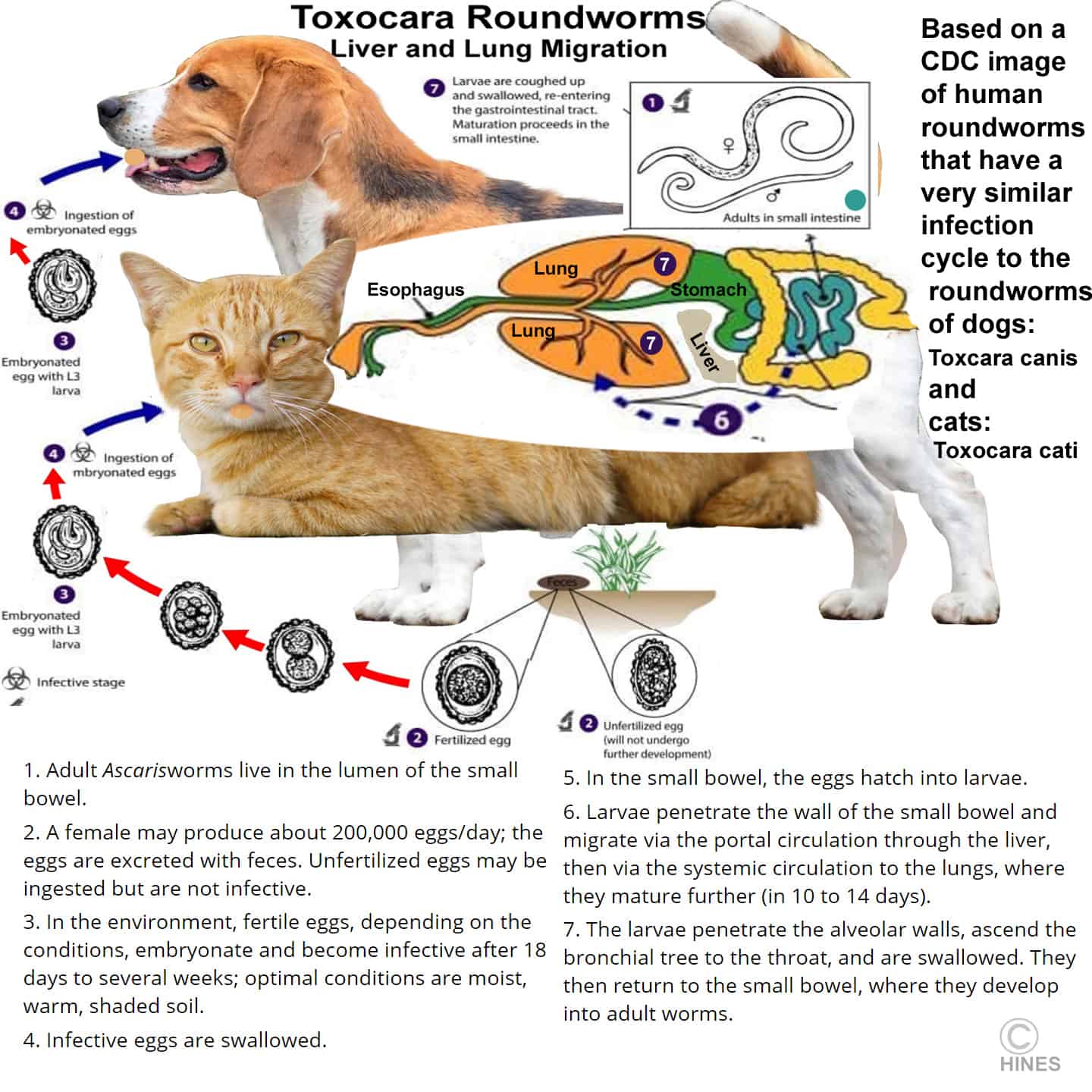 My cat still hotsell has worms after treatment