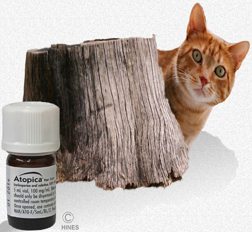 side effects of cyclosporine in cats