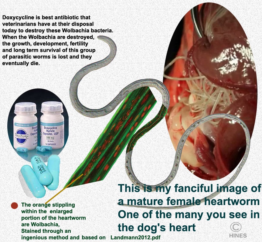 Ivermectin and doxycycline outlet heartworm treatment