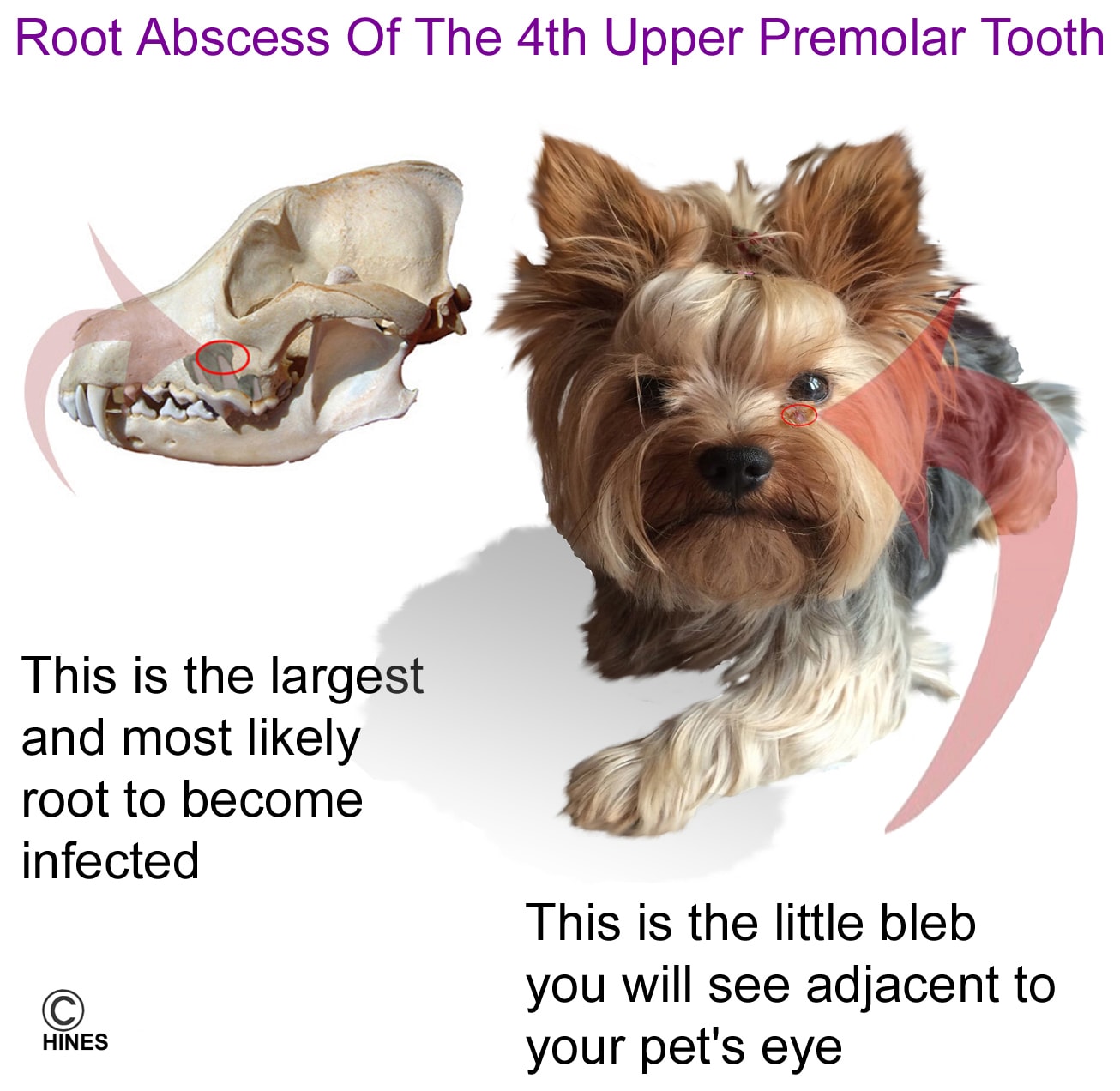 dog mouth infection treatment