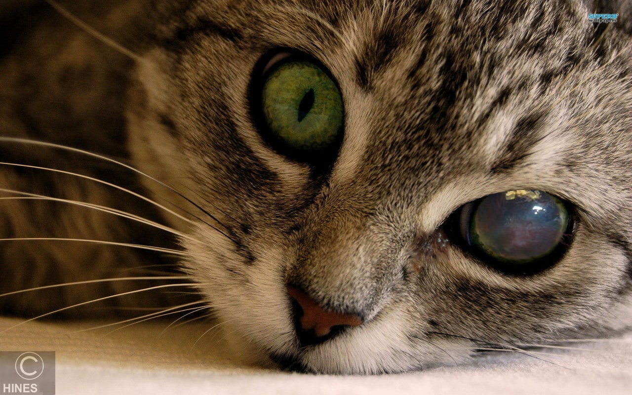 Oral antibiotics for cat eye outlet infection