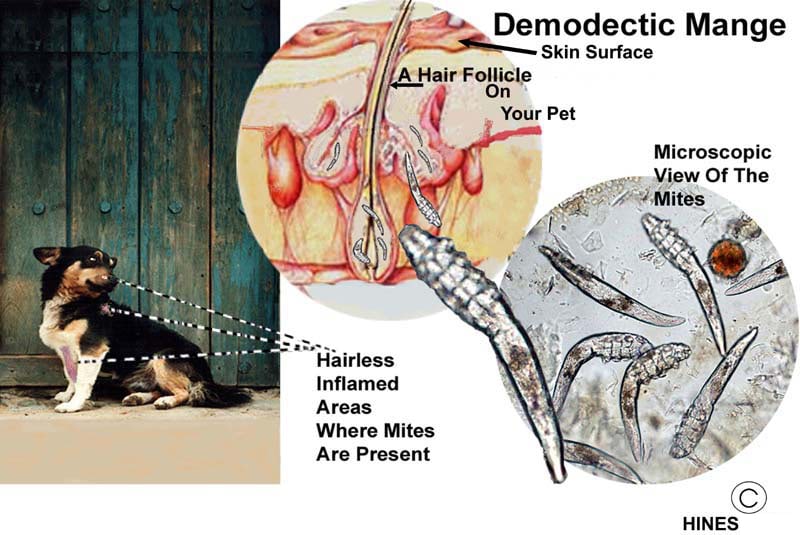 Demodectic Mange In Your Dog