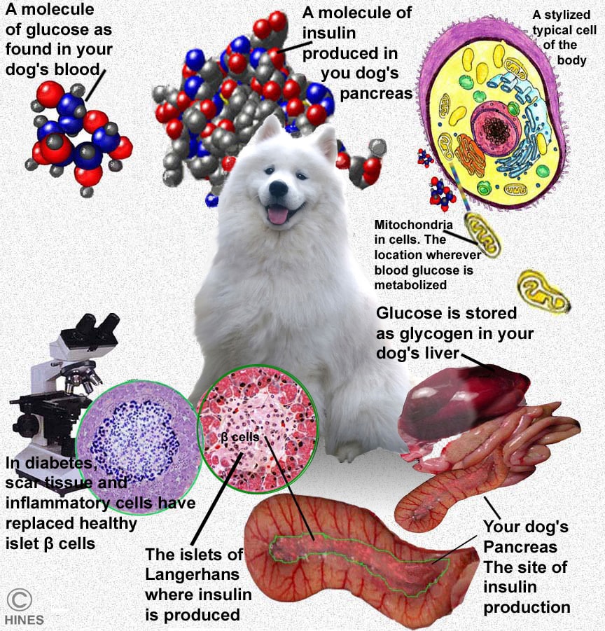 Canine diabetes outlet treatment