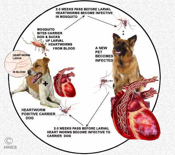 Getting rid of shop heartworms in dogs