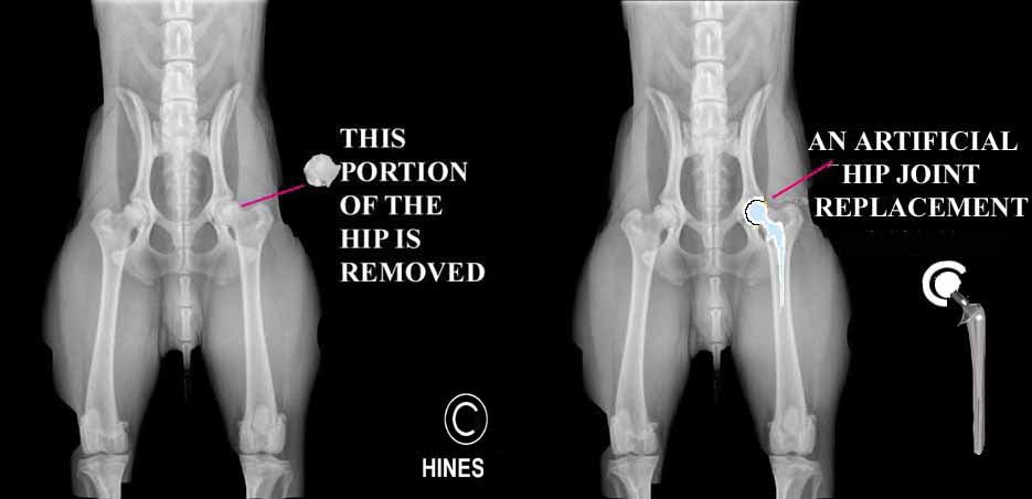 Dog hip 2024 replacement surgery cost