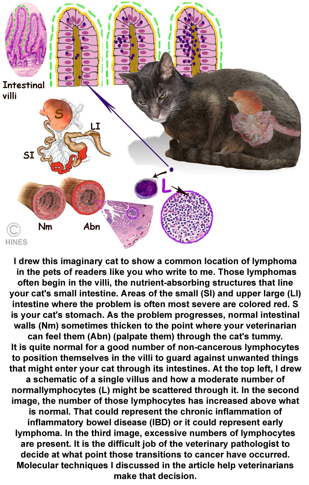 Small cell lymphoma in sales cats symptoms