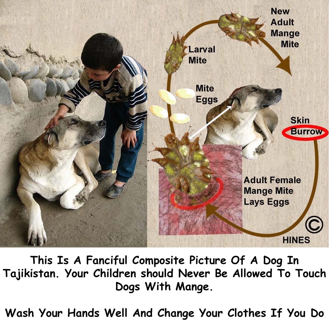 Sarcoptic Mange In Your Dog Scabies Ron Hines Vetspace 2nd Chance The Animal Health Website