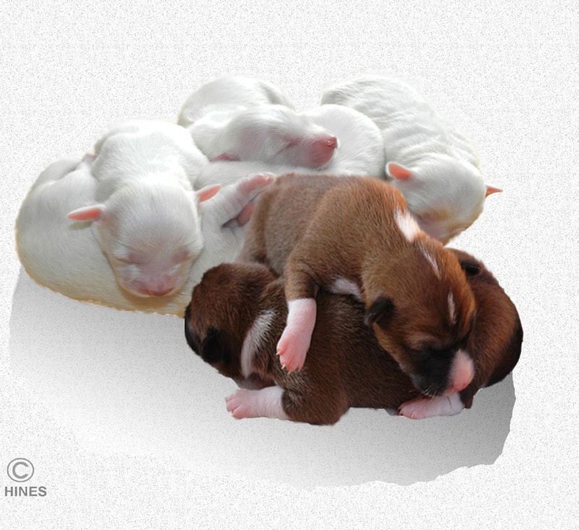 Bottle feeding hotsell newborn puppies