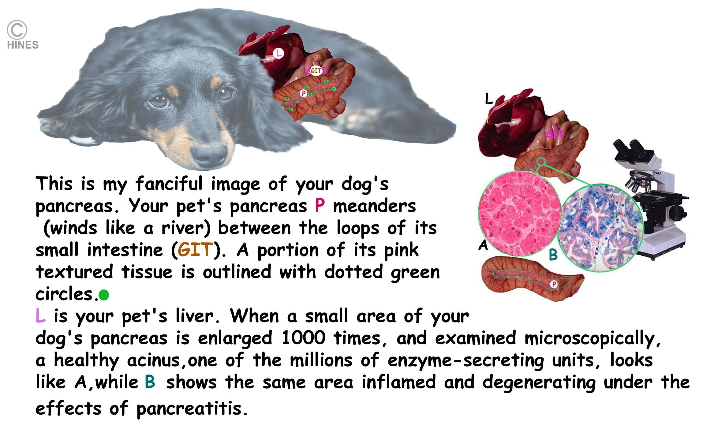 Best diet for pancreatitis in outlet dogs