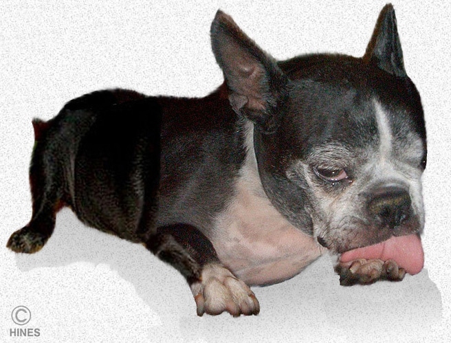 Boston terrier best sale licking paws