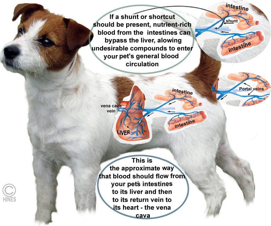 Portosystemic Shunts In Your Dog And Cat Ron Hines Vetspace 2nd Chance The Animal Health Website