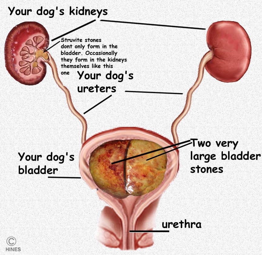 Foods that cause outlet bladder stones in dogs