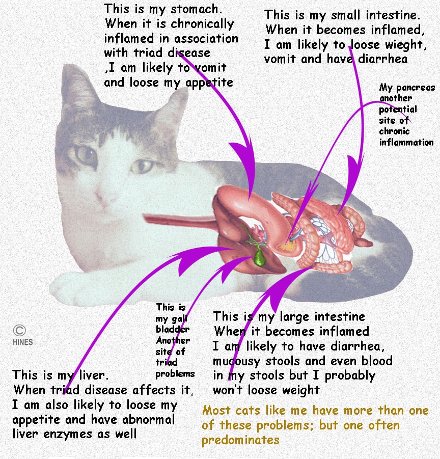 diet for triaditis in cats