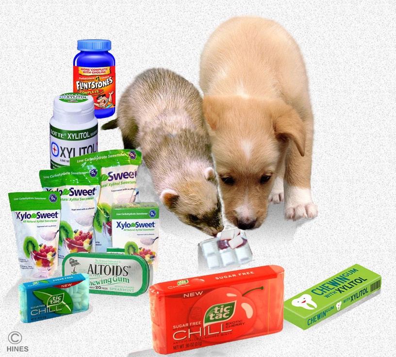 Xylitol Sweetener A Danger To Your Pet s Health Ron Hines