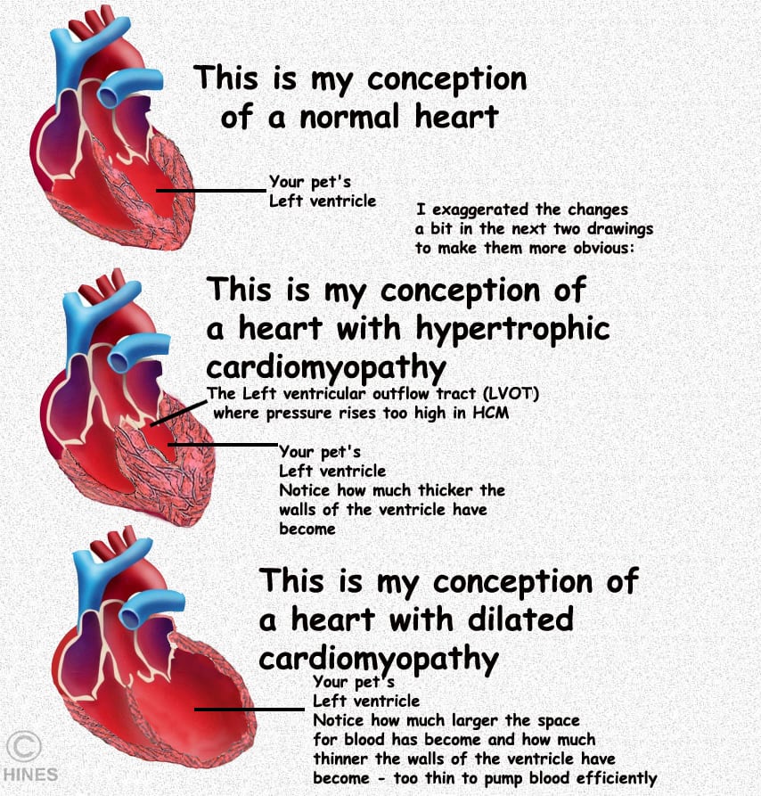 Cardiomyopathy In Your Cat When Your Pet s Heart Fails Ron Hines Vetspace 2nd Chance The Animal Health Website