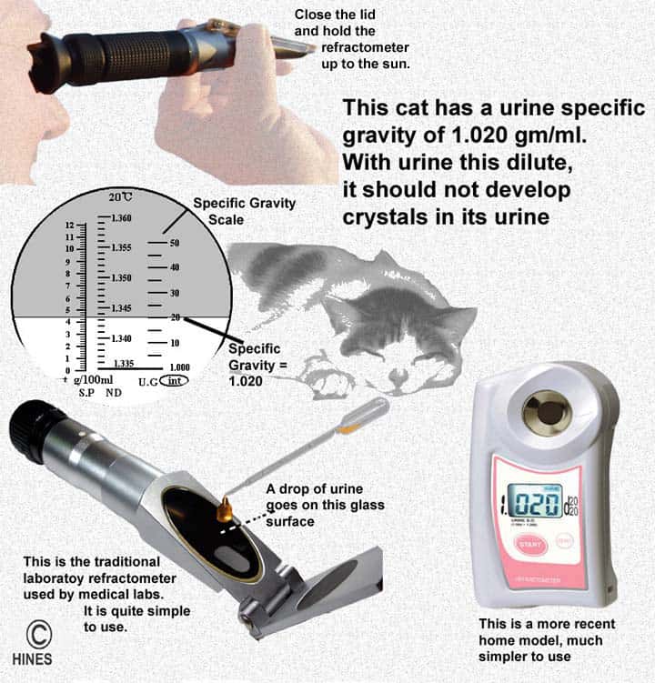 Phosphorus levels in outlet cats