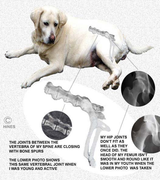 Dealing With Arthritis Joint And Back Pain In Your Older Dog