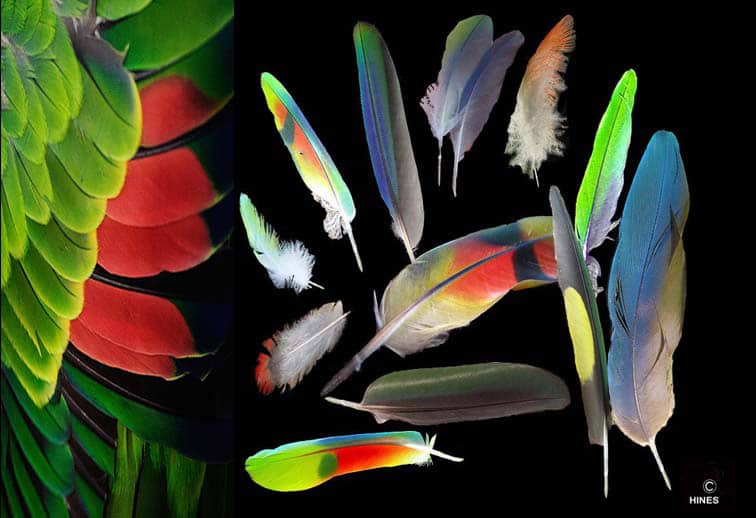 Bird Plumage Variations and Abnormalities