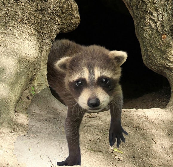 when do raccoons have babies in texas