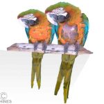 All About Your Parrot's Feathers, Feather Loss And Molt – Ron Hines'  Vetspace – 2nd Chance – The Animal Health Website