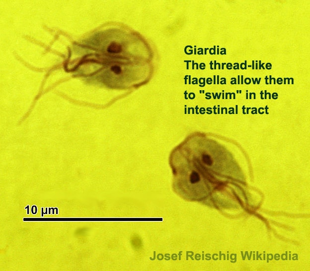 coccidia in cats transfer to humans