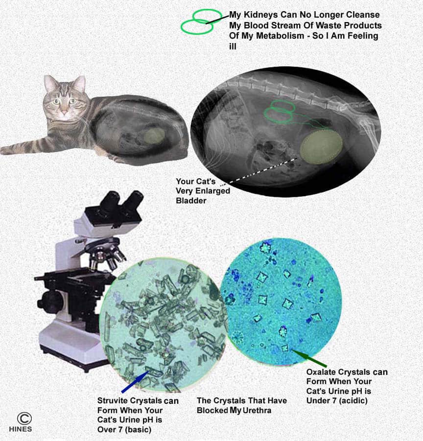 Struvite crystals clearance in cat urine