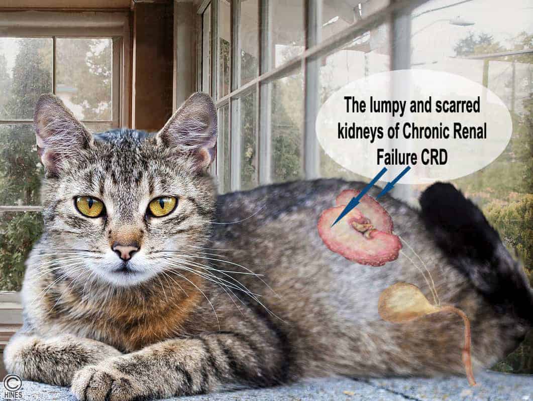 Kidney Disease In Your Cat