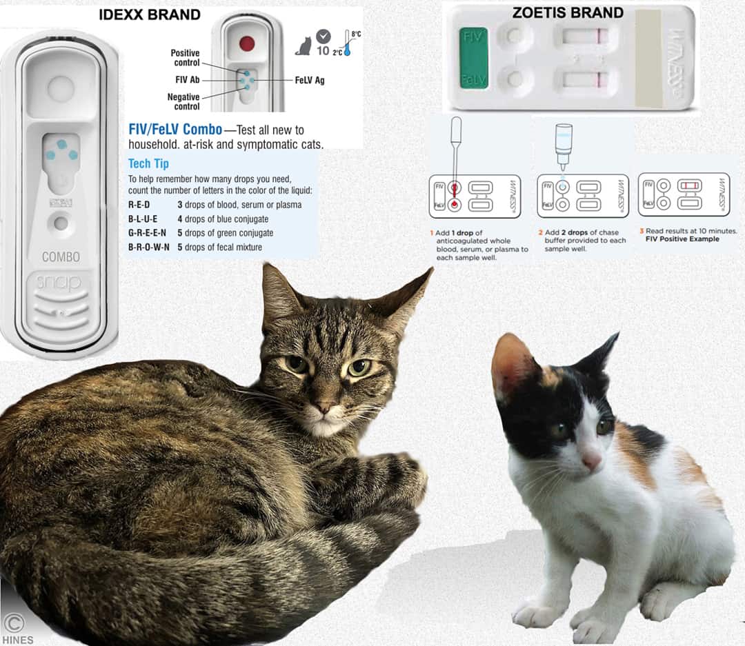 Fiv treatment for hot sale cats