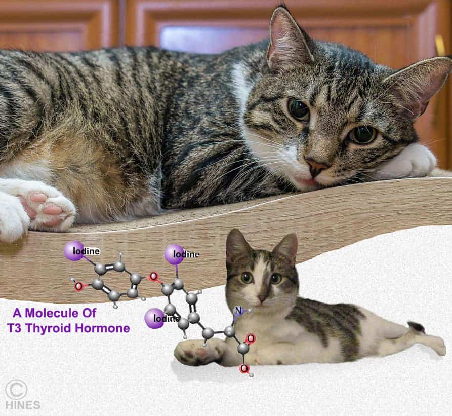 A Home Cooked Low Iodine Diet For Your Hyperthyroid Cat Ron