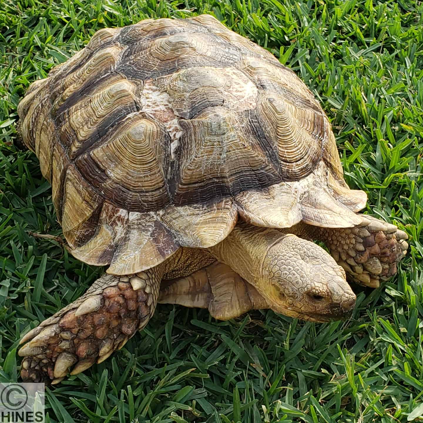 How To Fix A Cracked Turtle – Ron Hines' Vetspace – 2nd Chance