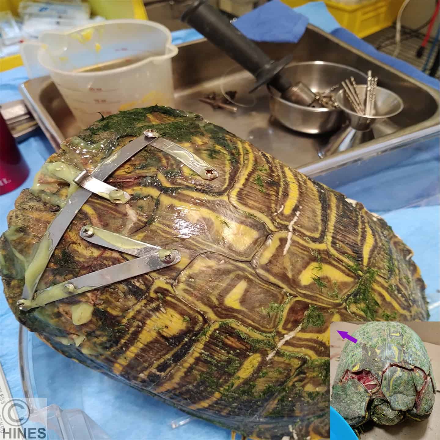 More Complex Turtle / Tortoise Shell Repair Procedures – Ron Hines