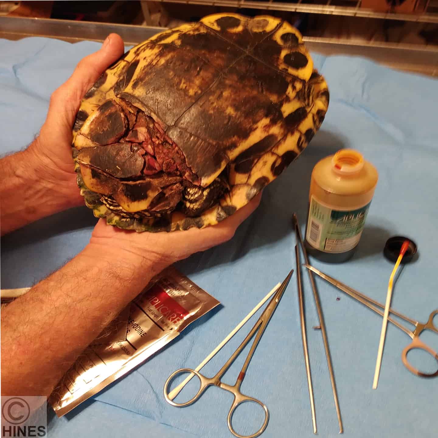 More Complex Turtle / Tortoise Shell Repair Procedures – Ron Hines'  Vetspace – 2nd Chance – The Animal Health Website